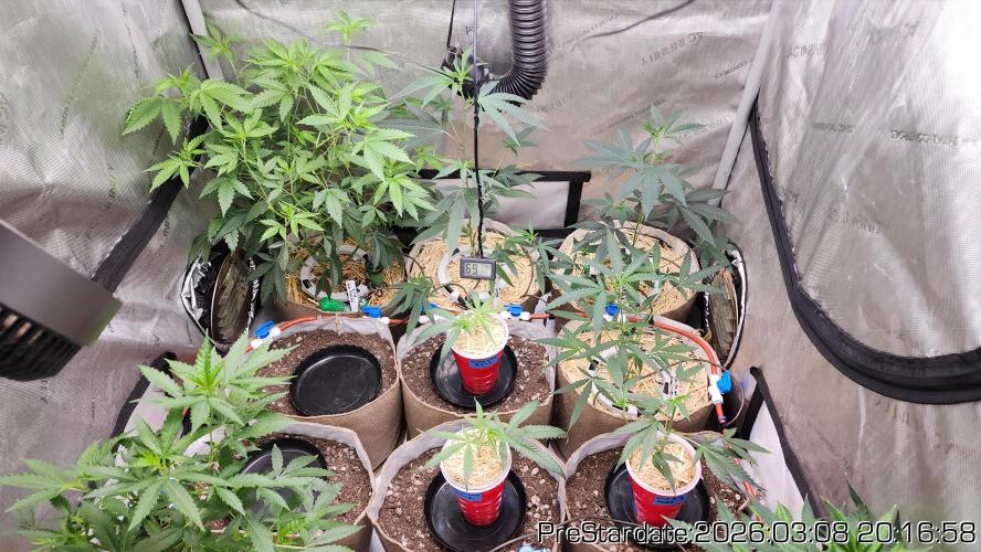 Chill Out OG - MrGrowIt - FabricPotScrog. Week 18