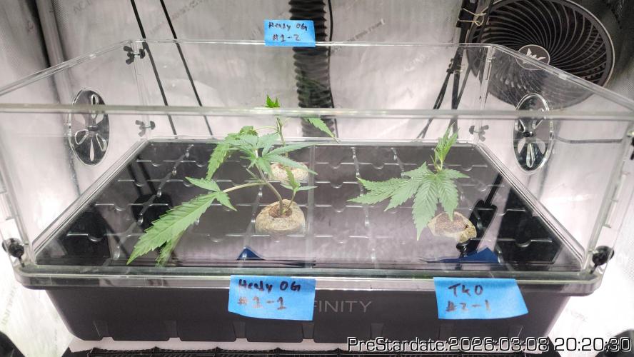Chill Out OG - MrGrowIt - FabricPotScrog. Week 18