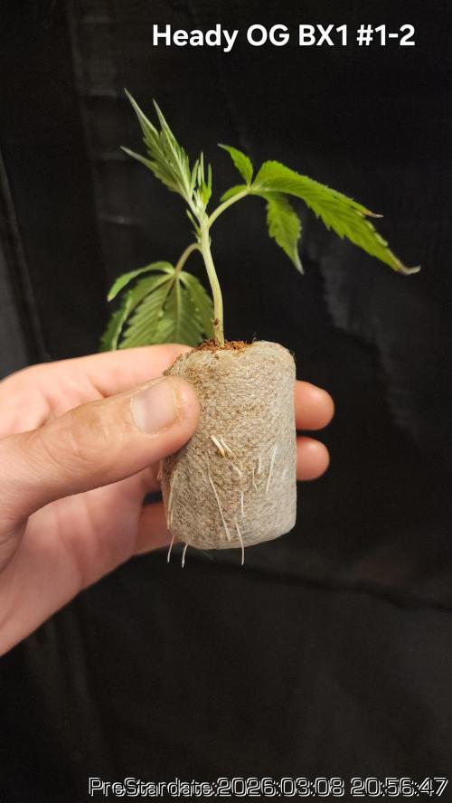 Chill Out OG - MrGrowIt - FabricPotScrog. Week 18