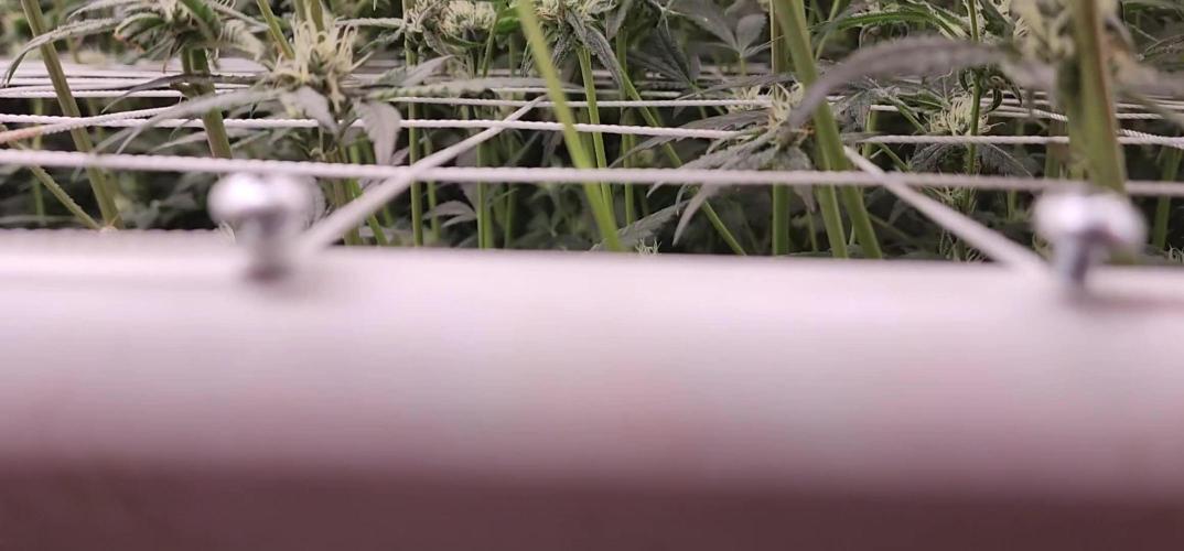 Chill Out OG - MrGrowIt - FabricPotScrog