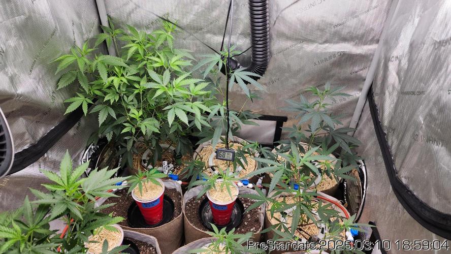 Chill Out OG - MrGrowIt - FabricPotScrog. Week 19