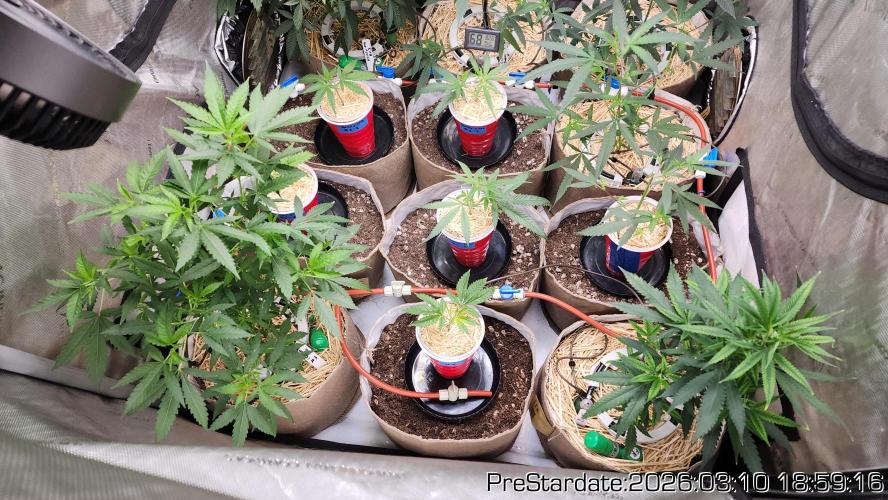 Chill Out OG - MrGrowIt - FabricPotScrog. Week 19