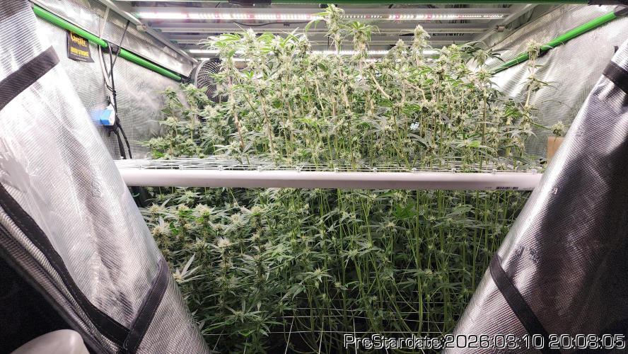 Chill Out OG - MrGrowIt - FabricPotScrog. Week 19