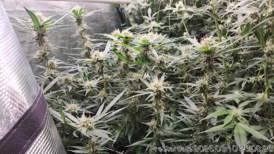 Chill Out OG - MrGrowIt - FabricPotScrog. Week 19