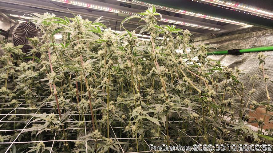 Chill Out OG - MrGrowIt - FabricPotScrog. Week 19