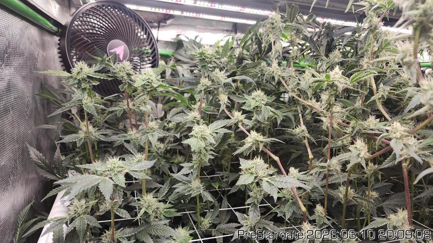 Chill Out OG - MrGrowIt - FabricPotScrog. Week 19