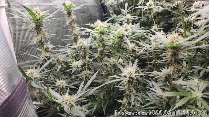 Chill Out OG - MrGrowIt - FabricPotScrog. Week 19
