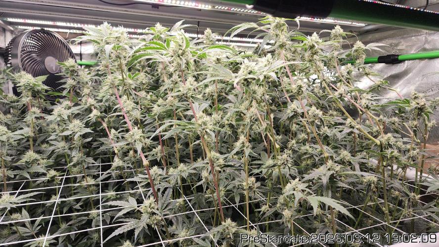 Chill Out OG - MrGrowIt - FabricPotScrog. Week 19
