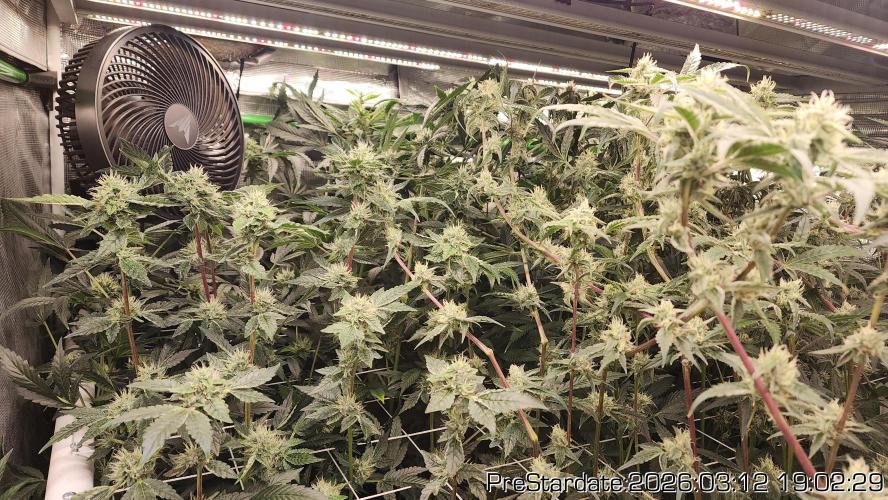 Chill Out OG - MrGrowIt - FabricPotScrog. Week 19