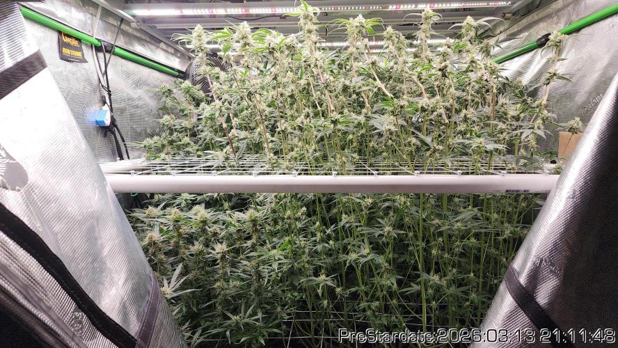 Chill Out OG - MrGrowIt - FabricPotScrog. Week 19