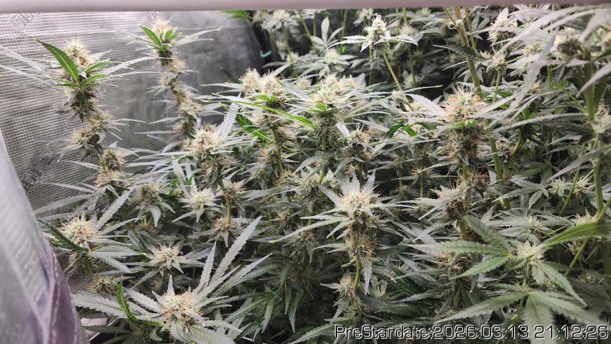 Chill Out OG - MrGrowIt - FabricPotScrog. Week 19