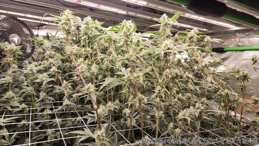 Chill Out OG - MrGrowIt - FabricPotScrog. Week 19