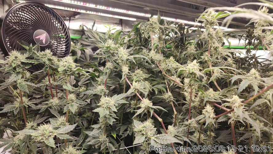Chill Out OG - MrGrowIt - FabricPotScrog. Week 19