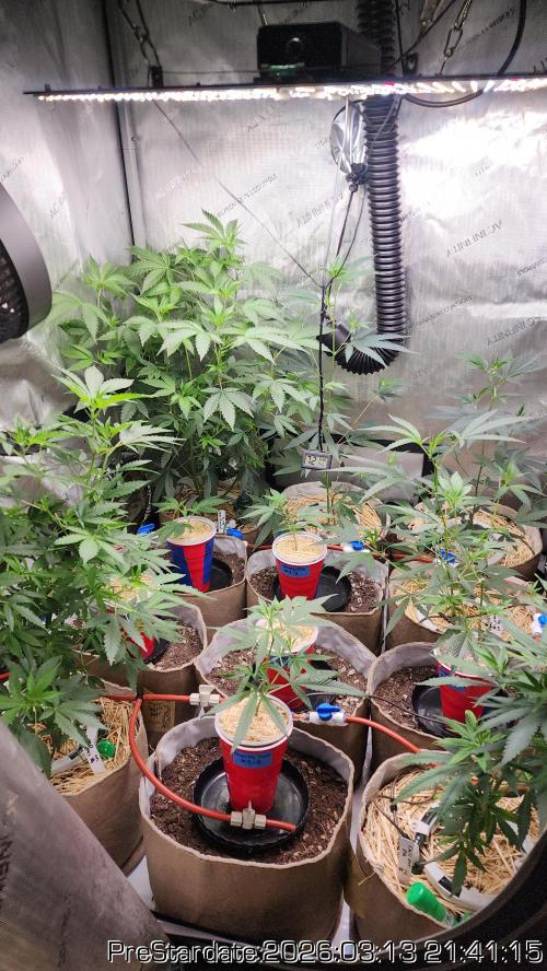 Chill Out OG - MrGrowIt - FabricPotScrog. Week 19