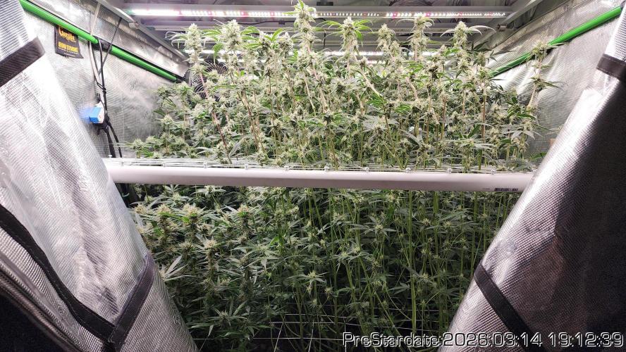 Chill Out OG - MrGrowIt - FabricPotScrog. Week 19