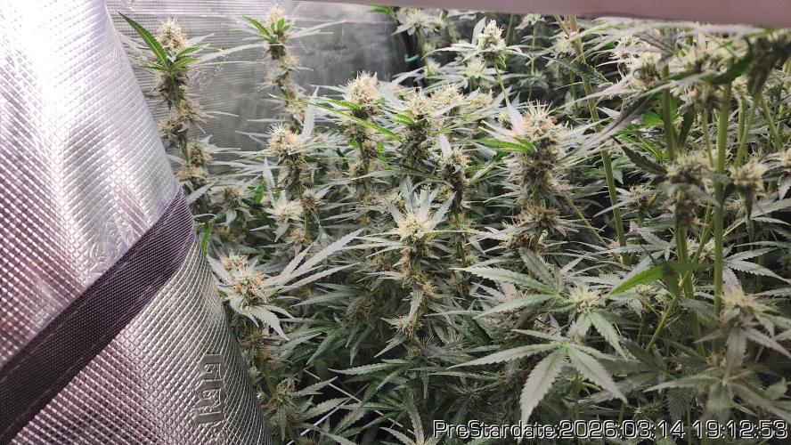 Chill Out OG - MrGrowIt - FabricPotScrog. Week 19