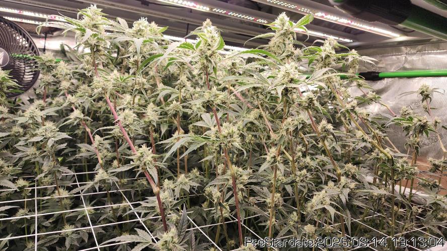 Chill Out OG - MrGrowIt - FabricPotScrog. Week 19