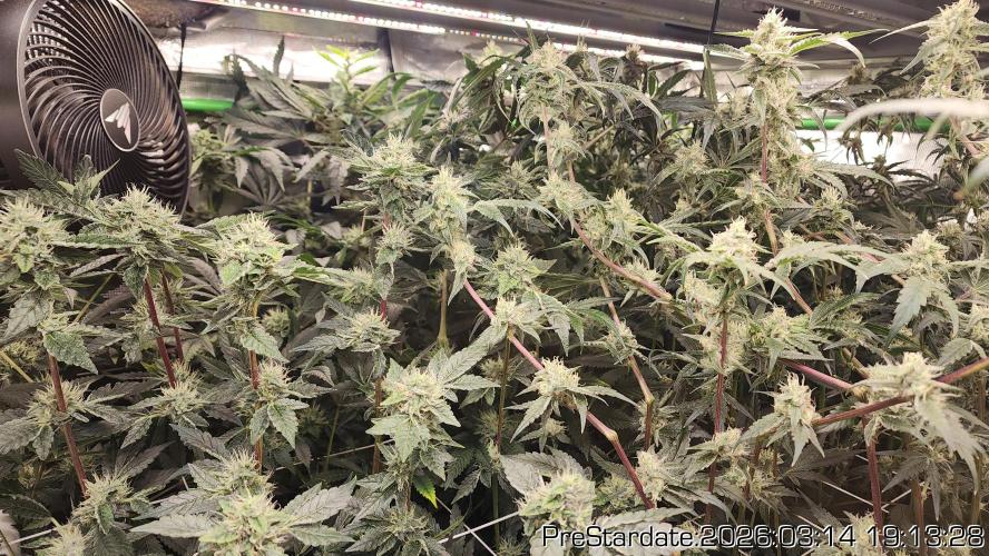 Chill Out OG - MrGrowIt - FabricPotScrog. Week 19