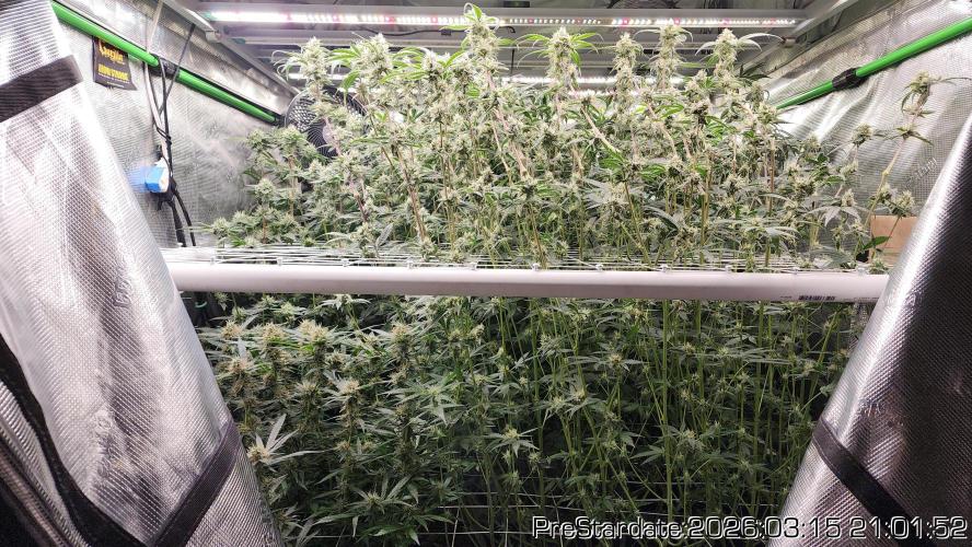 Chill Out OG - MrGrowIt - FabricPotScrog. Week 19