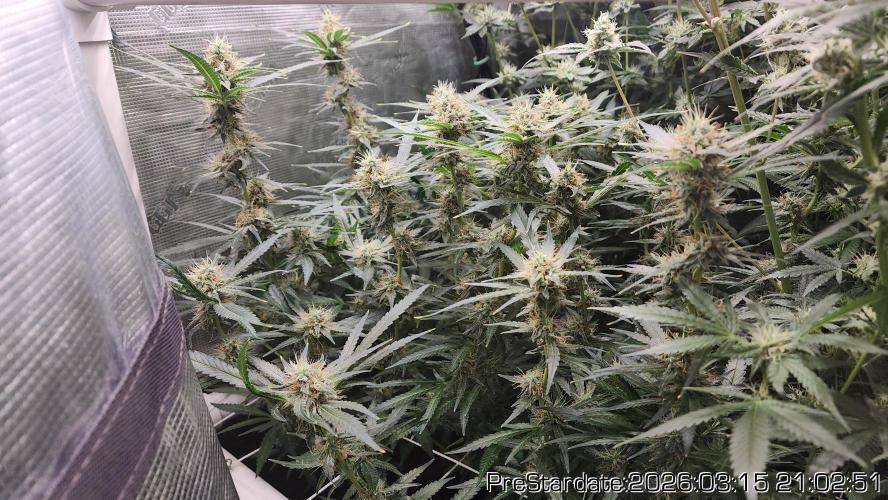 Chill Out OG - MrGrowIt - FabricPotScrog. Week 19