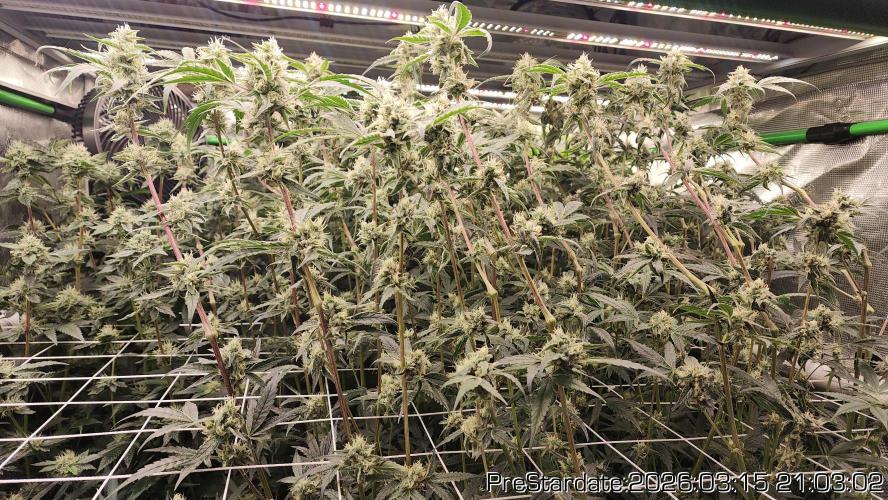 Chill Out OG - MrGrowIt - FabricPotScrog. Week 19