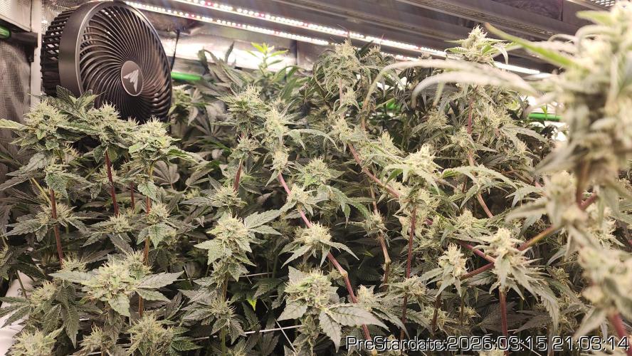 Chill Out OG - MrGrowIt - FabricPotScrog. Week 19