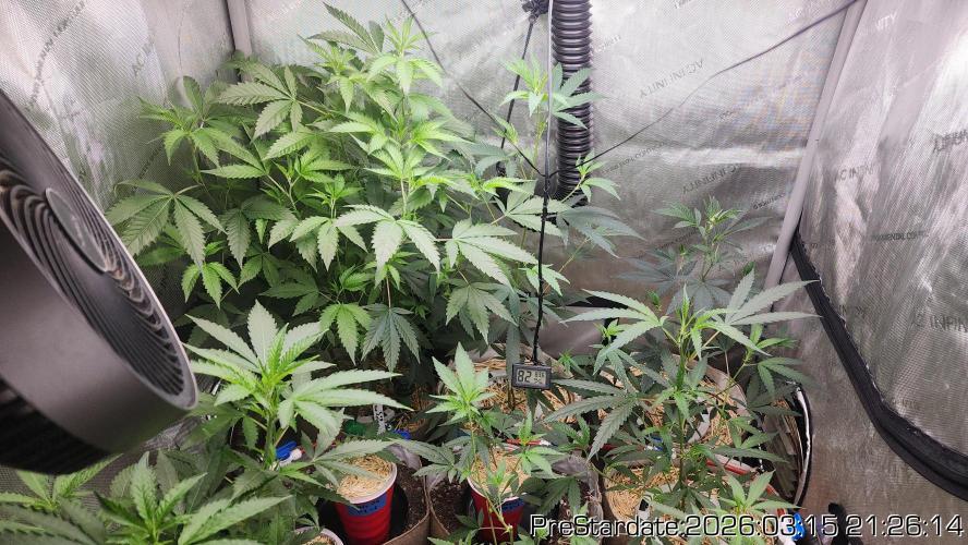 Chill Out OG - MrGrowIt - FabricPotScrog. Week 19