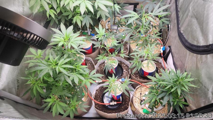 Chill Out OG - MrGrowIt - FabricPotScrog. Week 19