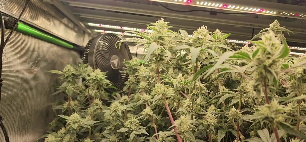 Chill Out OG - MrGrowIt - FabricPotScrog