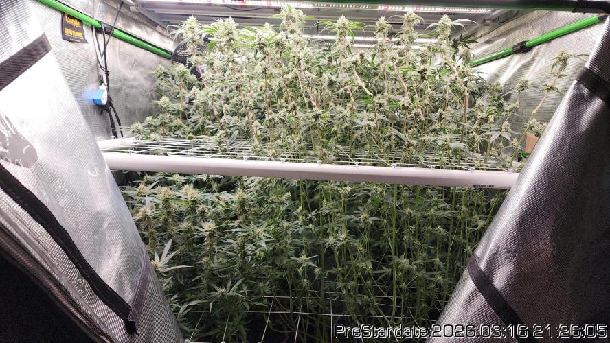 Chill Out OG - MrGrowIt - FabricPotScrog. Week 20