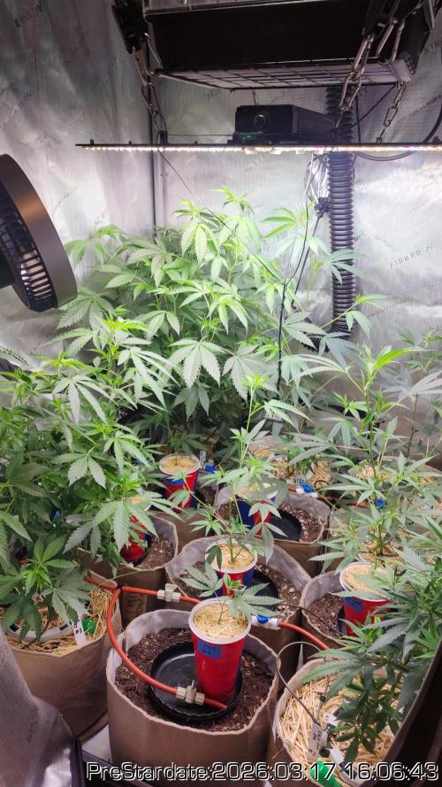 Chill Out OG - MrGrowIt - FabricPotScrog. Week 20