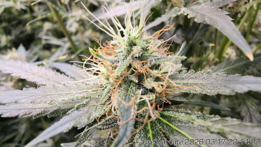 Chill Out OG - MrGrowIt - FabricPotScrog. Week 20