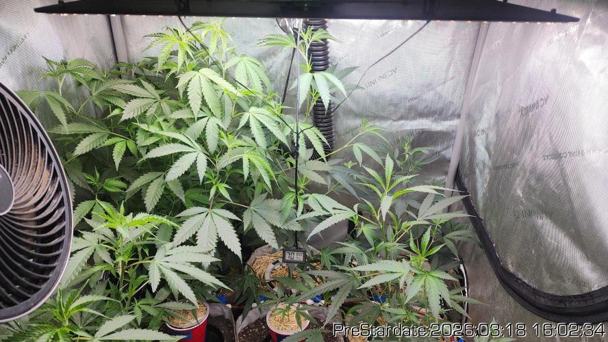 Chill Out OG - MrGrowIt - FabricPotScrog. Week 20