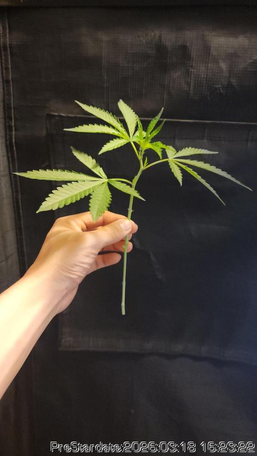 Chill Out OG - MrGrowIt - FabricPotScrog. Week 20