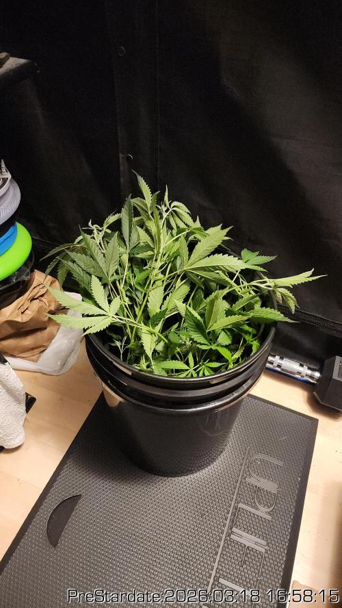 Chill Out OG - MrGrowIt - FabricPotScrog. Week 20