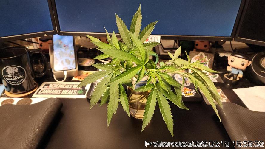 Chill Out OG - MrGrowIt - FabricPotScrog. Week 20