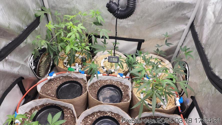 Chill Out OG - MrGrowIt - FabricPotScrog. Week 20
