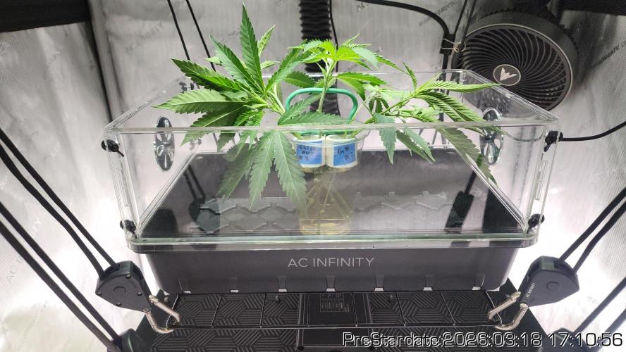Chill Out OG - MrGrowIt - FabricPotScrog. Week 20