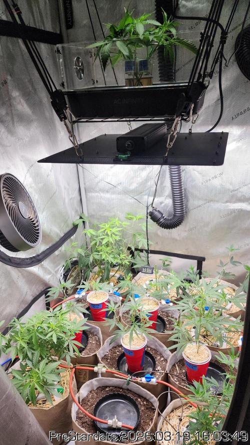 Chill Out OG - MrGrowIt - FabricPotScrog. Week 20
