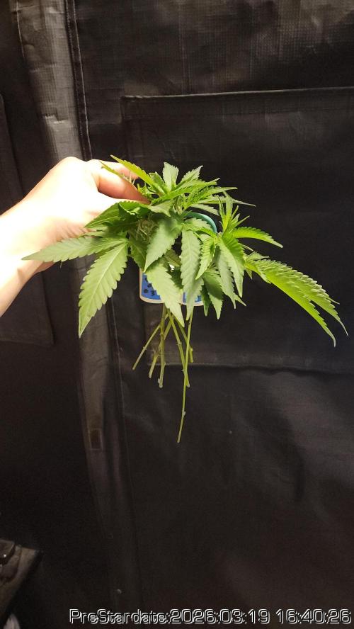 Chill Out OG - MrGrowIt - FabricPotScrog. Week 20