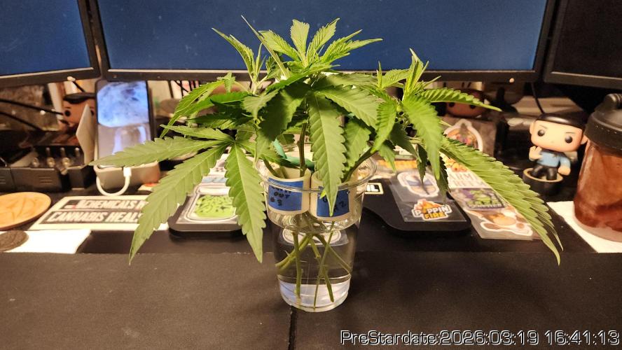 Chill Out OG - MrGrowIt - FabricPotScrog. Week 20