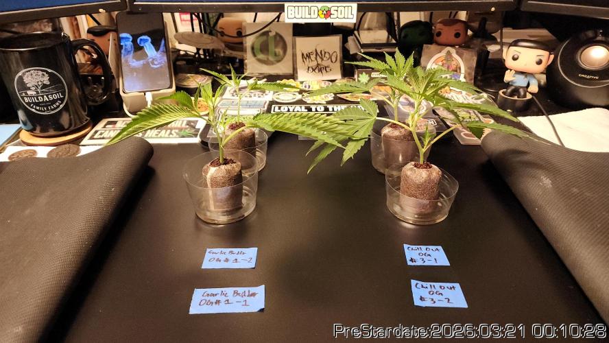 Chill Out OG - MrGrowIt - FabricPotScrog. Week 20