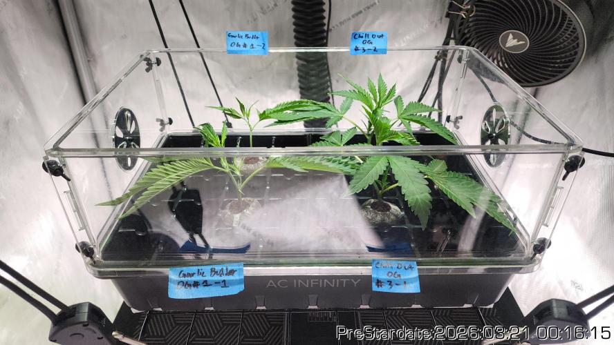 Chill Out OG - MrGrowIt - FabricPotScrog. Week 20
