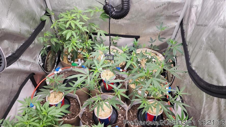 Chill Out OG - MrGrowIt - FabricPotScrog. Week 20