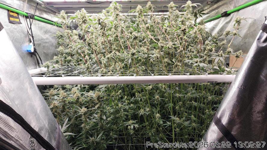 Chill Out OG - MrGrowIt - FabricPotScrog. Week 20