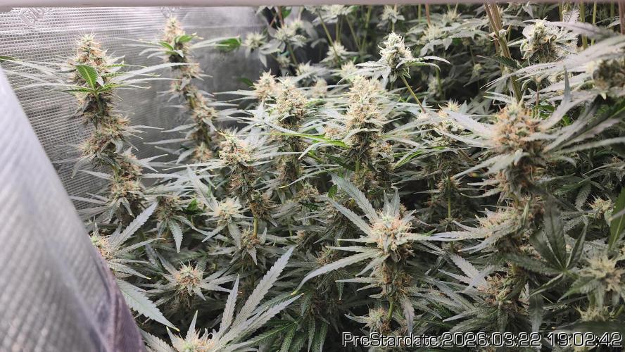 Chill Out OG - MrGrowIt - FabricPotScrog. Week 20