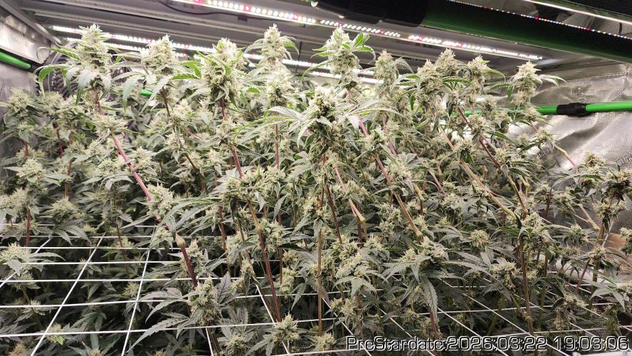 Chill Out OG - MrGrowIt - FabricPotScrog. Week 20