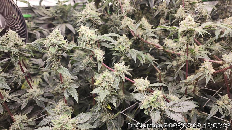 Chill Out OG - MrGrowIt - FabricPotScrog. Week 20