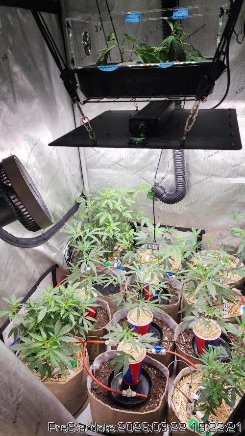 Chill Out OG - MrGrowIt - FabricPotScrog. Week 20
