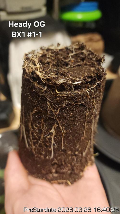 Chill Out OG - MrGrowIt - FabricPotScrog. Week 21